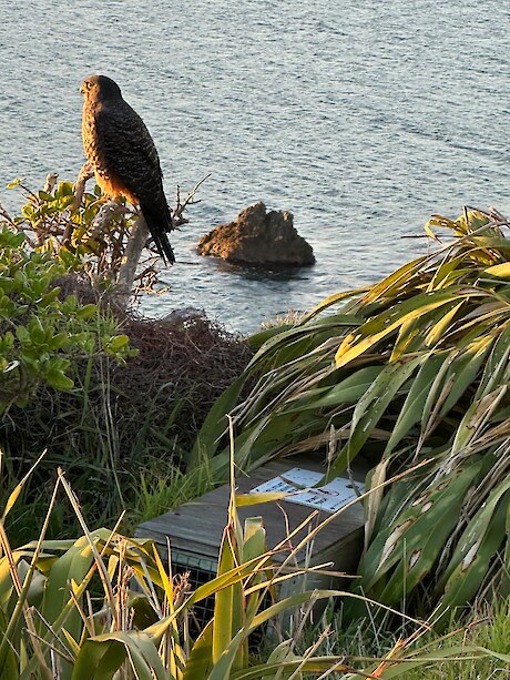 Local resident Lance Lones spotted this kārearea by Oruaiti Reserve.