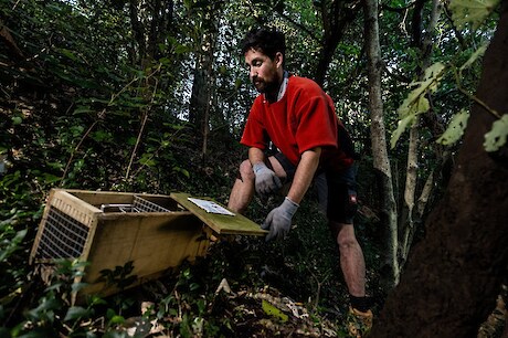 Governor General’s pest control team are eliminating rats at Government House